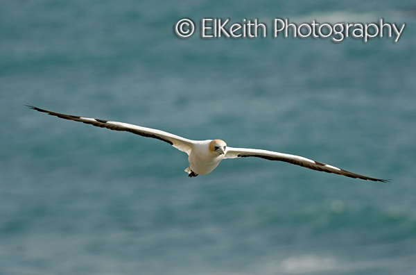 Australasian Gannet in Flight