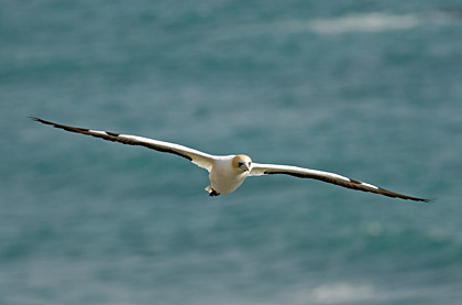 Australasian Gannet