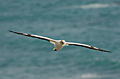 Australasian Gannet