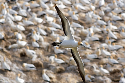 Australasian Gannet