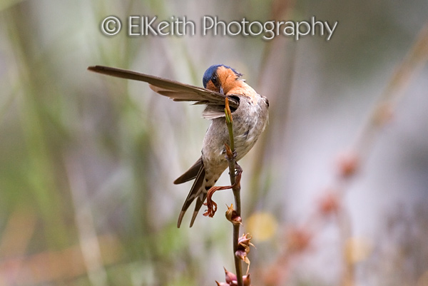 Welcome Swallow Preening