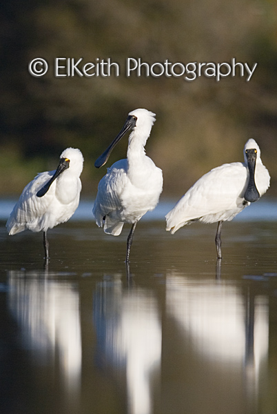 Royal Spoonbill Family