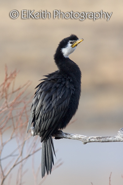 Little Shag Portrait