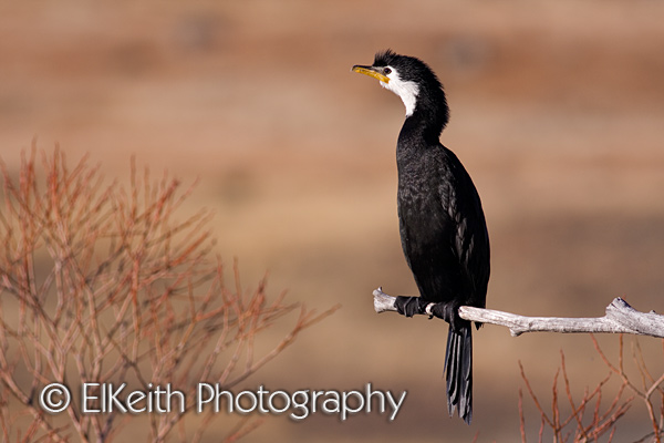Little Shag Portrait