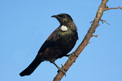 Tui