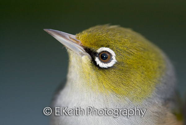 Silvereye Portrait