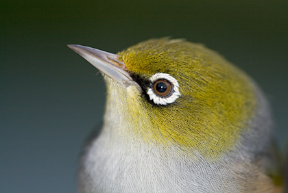 Silvereye