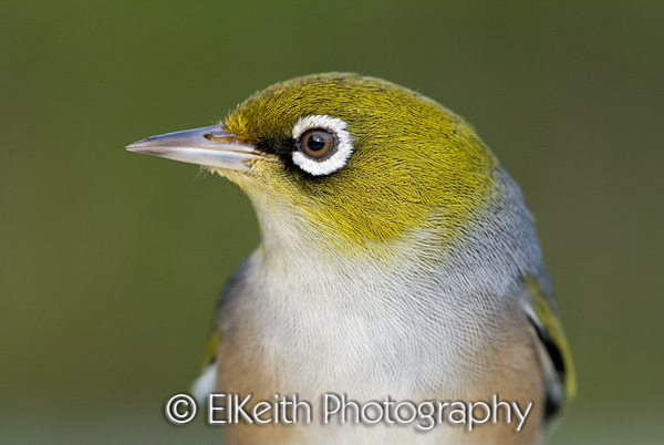 Silvereye Portrait