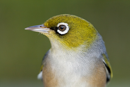 Silvereye