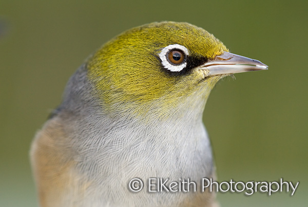 Silvereye Portrait