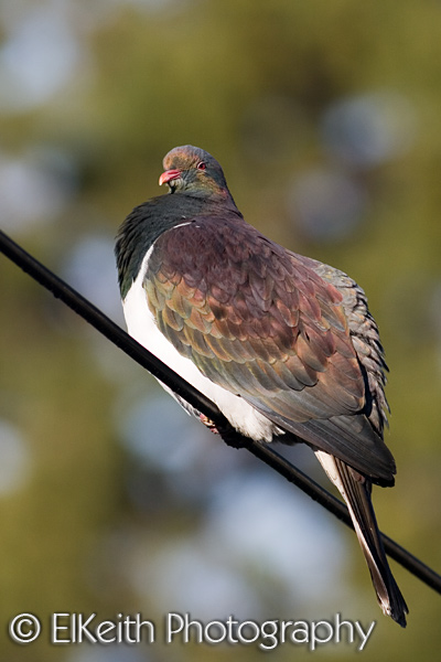 New Zealand Pigeon