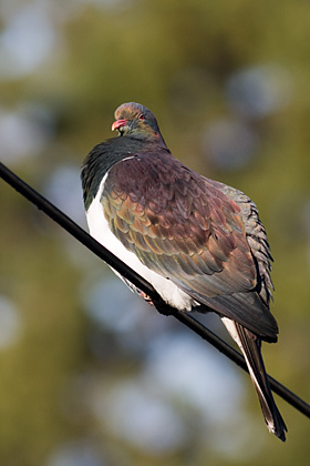 NZ Pigeon