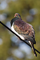 New Zealand Pigeon