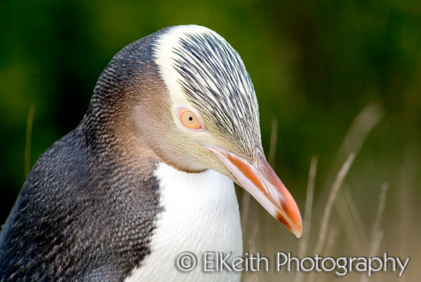 Yellow-Eyed Penguin Portrait
