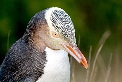 Yellow-Eyed Penguin