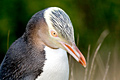 Black Fronted Tern