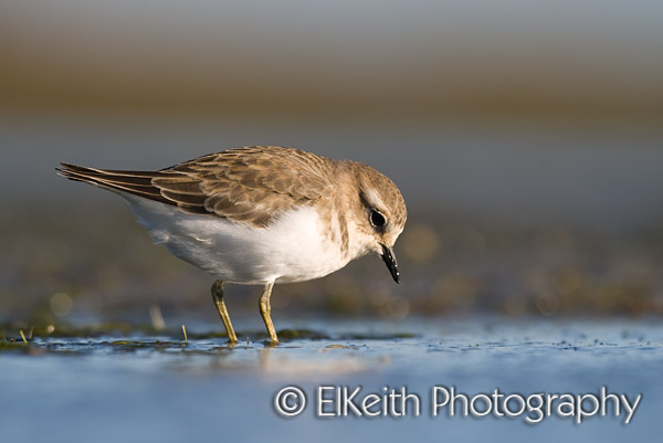 Banded Dotterel