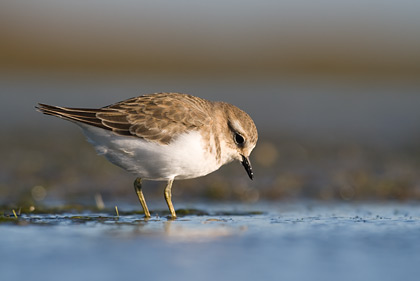 Banded Dotterel