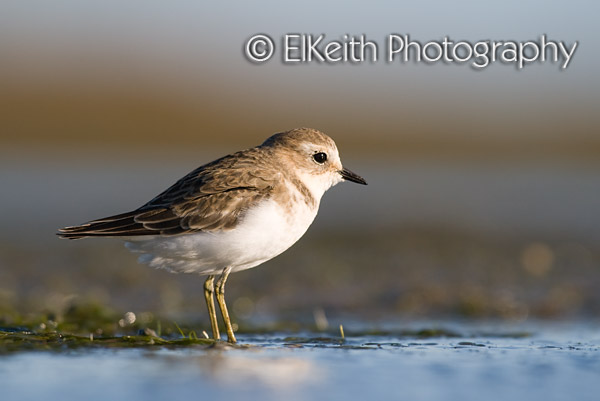Banded Dotterel