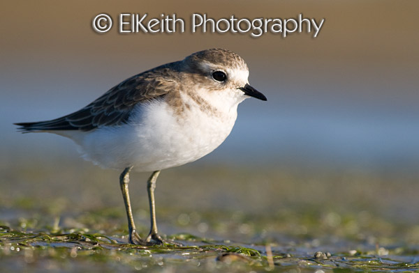 Banded Dotterel