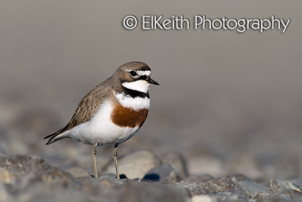 Banded Dotterel