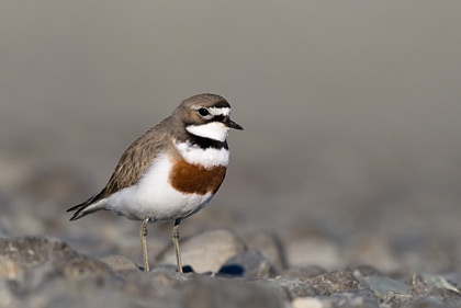 Banded Dotterel