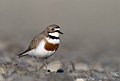 Banded Dotterel