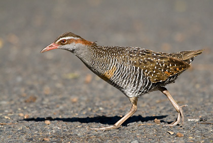 Banded Rail