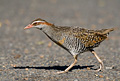 Banded Rail