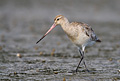 Bar-tailed Godwit