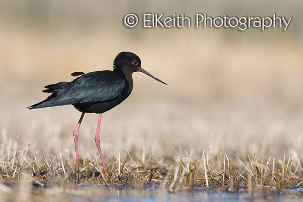 Black Stilt, Kaki