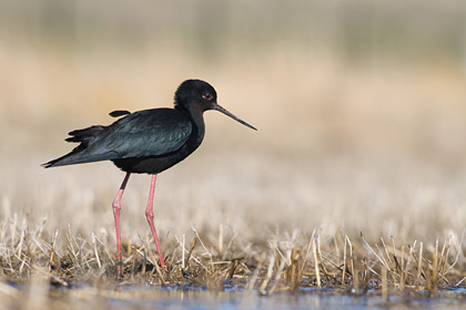 Black Stilt
