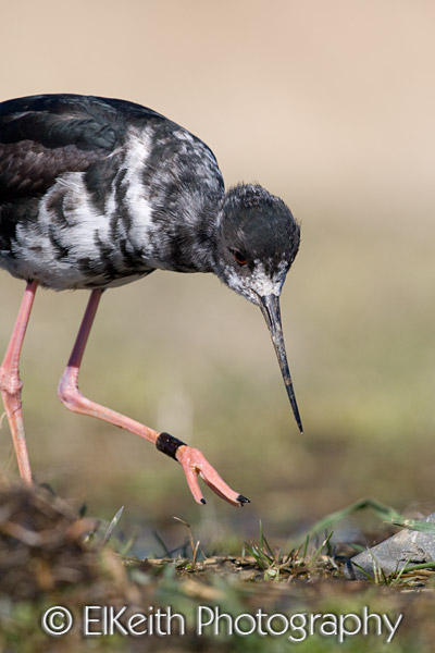 Black Stilt, Kaki