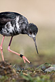 Black Stilt