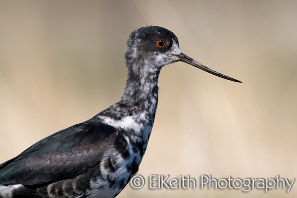 Black Stilt, Kaki