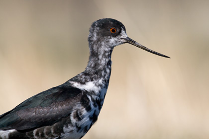 Black Stilt