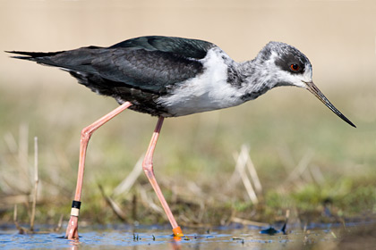 Black Stilt