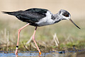 Black Stilt
