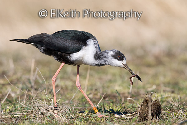 Black Stilt, Kaki