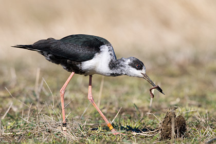 Black Stilt