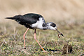 Black Stilt