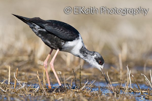 Black Stilt, Kaki