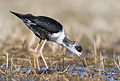 Black Stilt