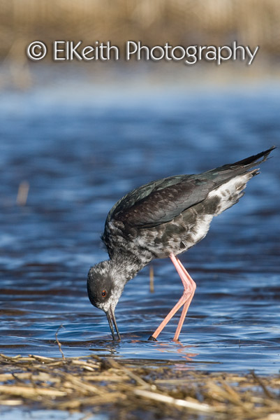 Black Stilt, Kaki