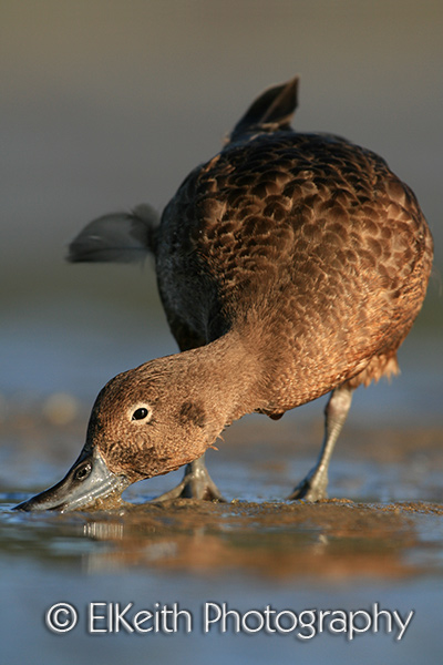 Brown Teal, Pateke