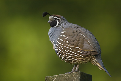 California Quail