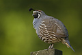California Quail