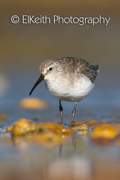 Curlew Sandpiper