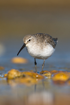 Curlew Sandpiper