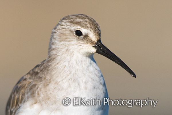 Curlew Sandpiper